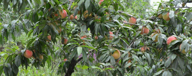 桃樹膨大的好方法 具體有以下3點