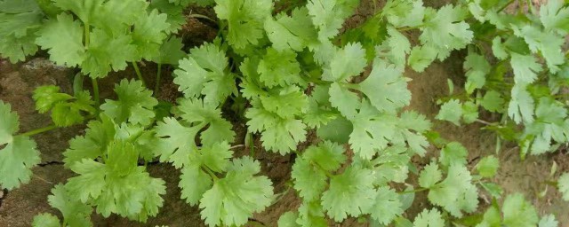 10月種植菜種 來看看咯