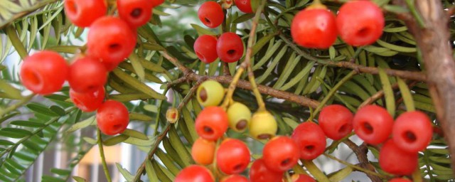 紅豆杉怎麼養才能結果 旺盛生長呢