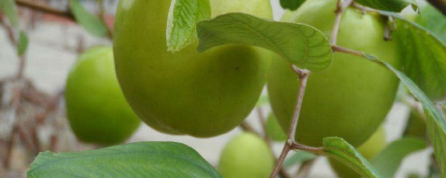 大青棗種植技術與管理 當年栽種當年收獲的方法