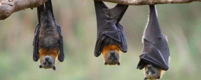 蝙蝠的耳朵相當於雷達的什麼 根據蝙蝠的耳朵特征科學傢有什麼發現？