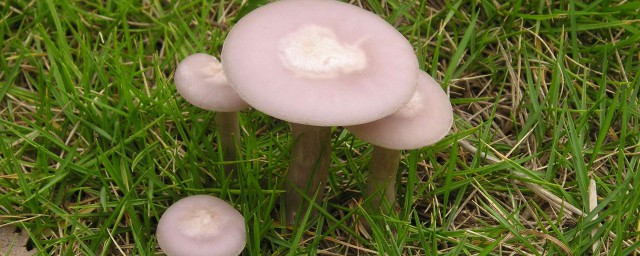 有毒的野生菌菇能不能吃 大傢不妨瞭解一下
