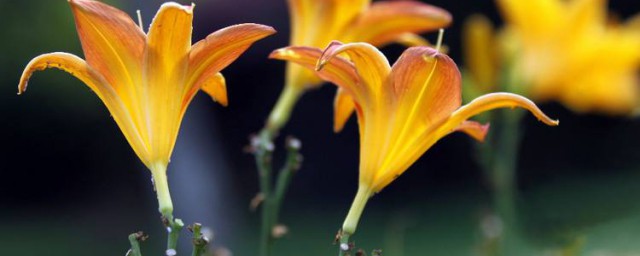 黃金蘭花怎麼養 黃金蘭花養護方法是什麼
