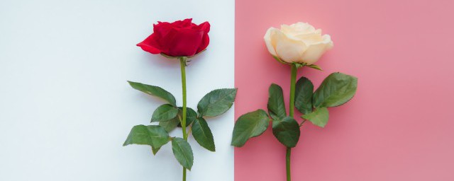 最簡單玫瑰花的折法 六步助你解決問題