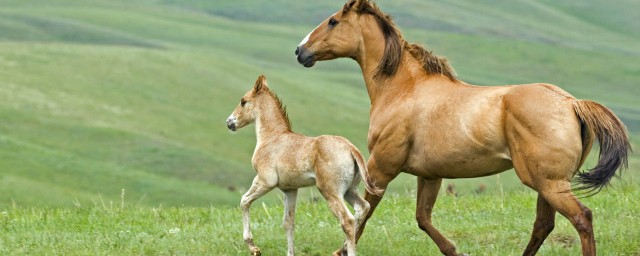 馬怎麼配種 如何讓馬更好地繁殖