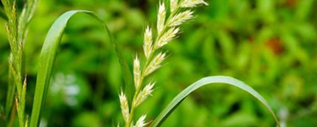 小麥拌種能用蕓苔素嗎 有知道的嗎