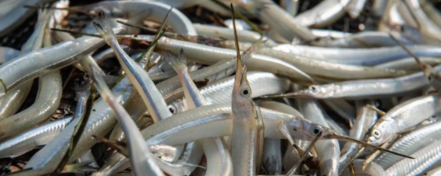 針嘴魚飼養方法 怎樣養針嘴魚？