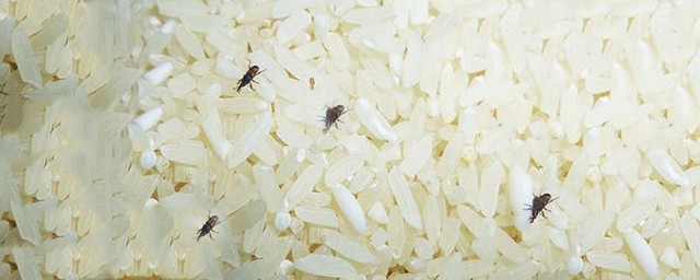 用什麼裝米不生蟲 大米儲存方法
