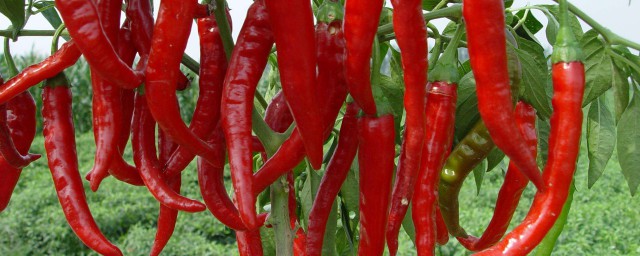 公開鹽制辣椒的做法 10天可以享受美味