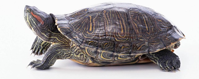 巴西龜為什麼不能養 巴西龜對的危害有哪些