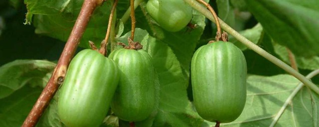 東北軟棗獼猴桃什麼品種好呢 適合東北種植的軟棗獼猴桃品種
