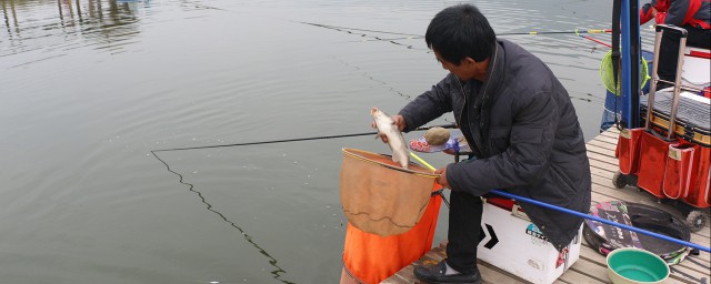 黑坑釣草魚餌料配方 簡單有效的釣草魚餌料配方