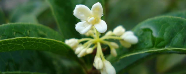 四季桂花開瞭一次怎麼不開花瞭 不開花的原因