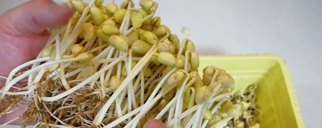 快速生黃豆芽的方法 有什麼需要註意的嗎