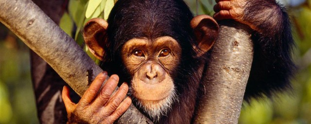 猿猴怎麼來的 猿猴的祖先是誰