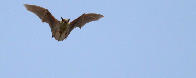 蝙蝠發出超聲波遇到蚊子會怎樣 為什麼蝙蝠可以發出超聲波