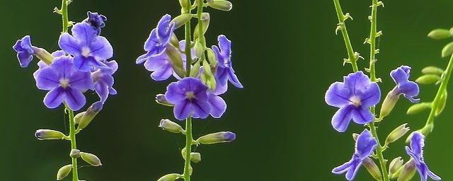 蕾絲金露花開花後怎麼修剪 需要註意什麼