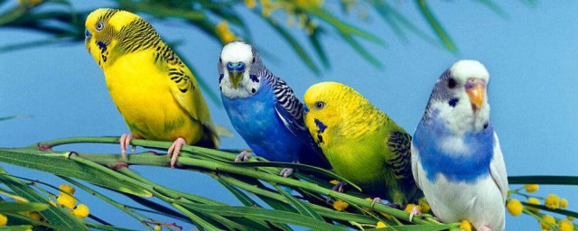 虎皮鸚鵡什麼顏色最貴 養虎皮鸚鵡的註意瞭！