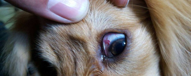 結核藥對眼睛的副作用 藥物負面影響