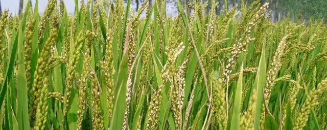 水稻齊穗打什麼藥 關於農作物生長的病蟲防治