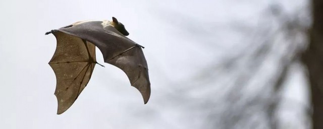 蝙蝠發出超聲波遇到水會怎麼樣 蝙蝠的超聲波遇水會被反射回來嗎