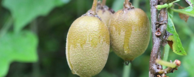 野生獼猴桃幾月采 關於獼猴桃的簡介