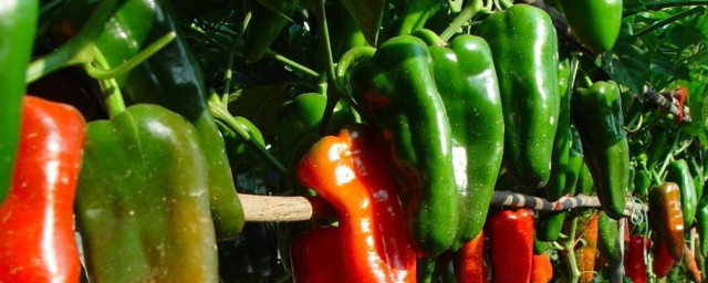 辣椒的種植方法和註意事項 專傢告訴你這樣做