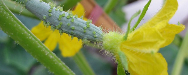 越夏黃瓜種植技術 黃瓜越夏如何栽培