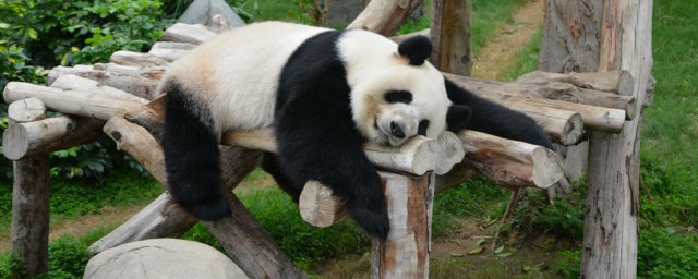 熊貓的壽命是多少年 熊貓能活多少歲