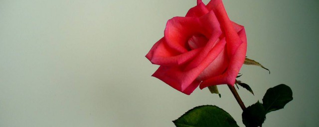 一支玫瑰花的含義 送玫瑰花的這些講究