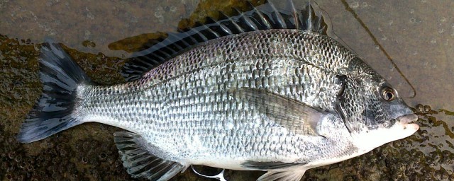 釣黑鯛最厲害的方法 避開風浪才能上大魚