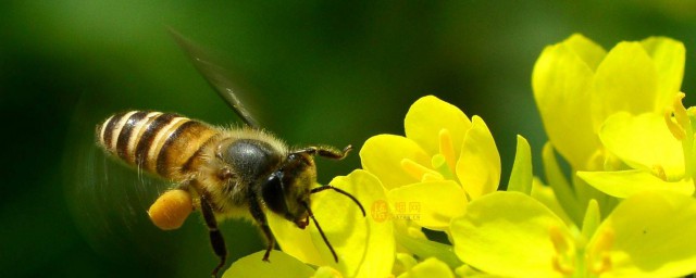 蜜蜂能幹什麼 它真的很有用