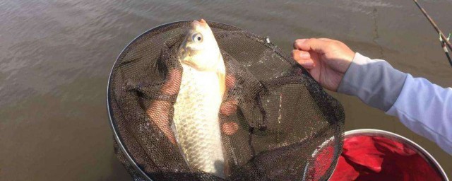 菜籽餅釣魚最佳用法 去釣魚嗎