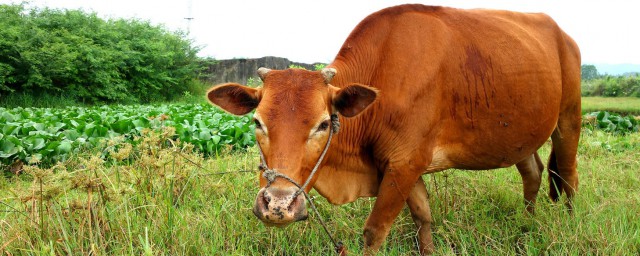 黃牛生長最快的年齡段是什麼時候 黃牛有多少種類