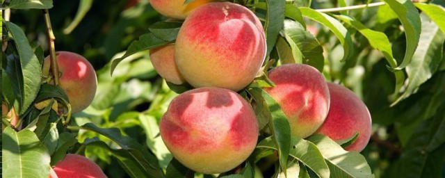 桃樹苗什麼品種好 它有哪些品種