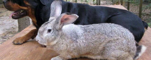 巨型花明兔飼養方法 花明兔的飼養方法攻略