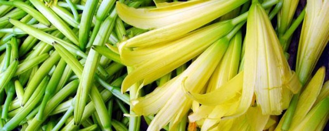 黃花菜種植技術 這樣種出來的黃花菜最好吃