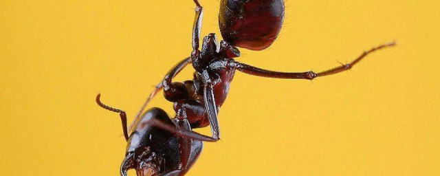 夢見螞蟻是什麼意思啊 相關解釋如下