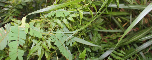 雞骨草丸的功效與作用 給大傢介紹這幾點