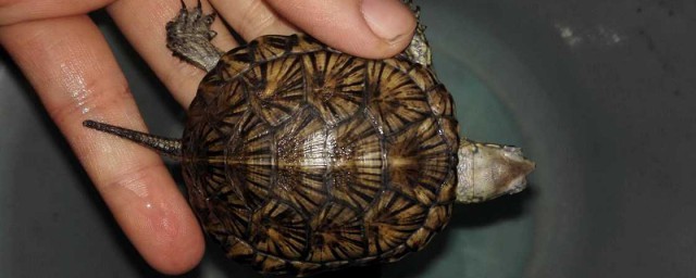 歐洲澤龜的壽命有多長 歐洲澤龜能活多少年
