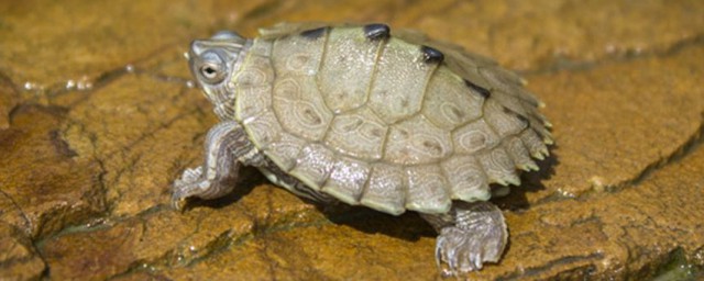印度棱背龜的壽命 印度棱背龜能活多久