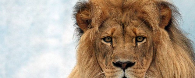 夢見獅子有什麼預兆 象征著什麼？