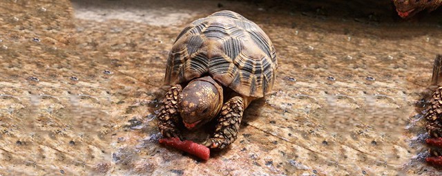 印度星斑陸龜的壽命 印度星斑陸龜生活習性