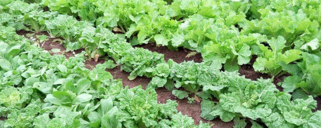 硝硫基肥可以種菜嗎 農傢都用