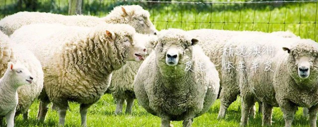 山羊皮和綿羊皮哪個好 差距一目瞭然！