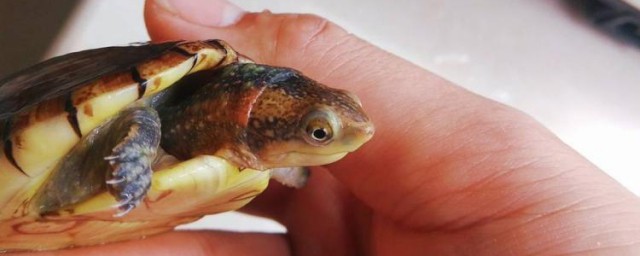 白唇泥龜的壽命有多長 白唇泥龜能活多久