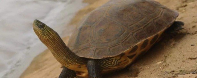 亞洲巨龜飼養方法 幾個小技巧教給您