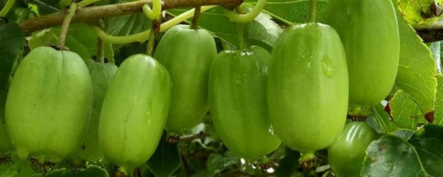 軟棗獼猴桃一畝產多少 軟棗獼猴桃是什麼水果