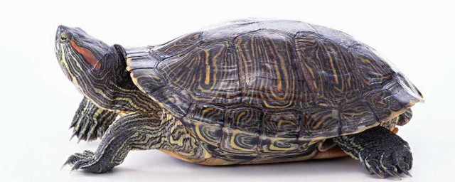 擬眼斑水龜的壽命 請查看壽命