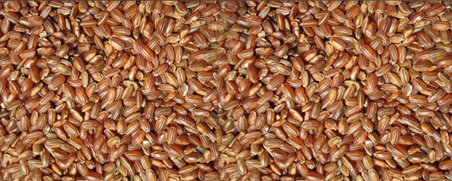 梗米是大米嗎 梗米的產地